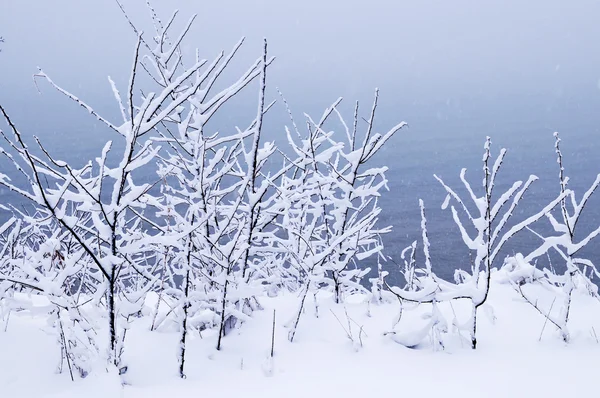 冬季树木覆盖着新鲜雪 自然背景 — 图库照片