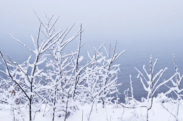 Snöiga träd — Stockfoto