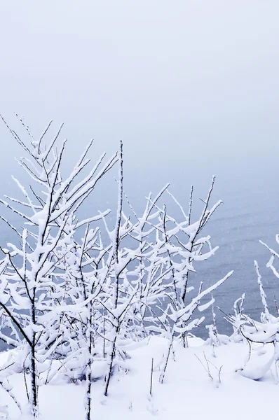 Winter Bomen Bedekt Met Verse Sneeuw Natuurlijke Achtergrond — Stockfoto