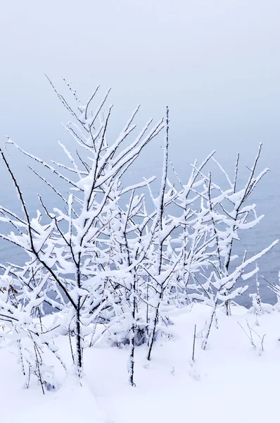 Alberi Invernali Coperti Neve Fresca Sfondo Naturale — Foto Stock