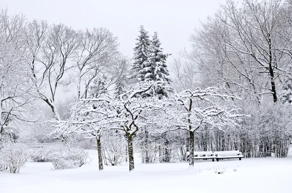 겨울 공원의 풍경 — 스톡 사진