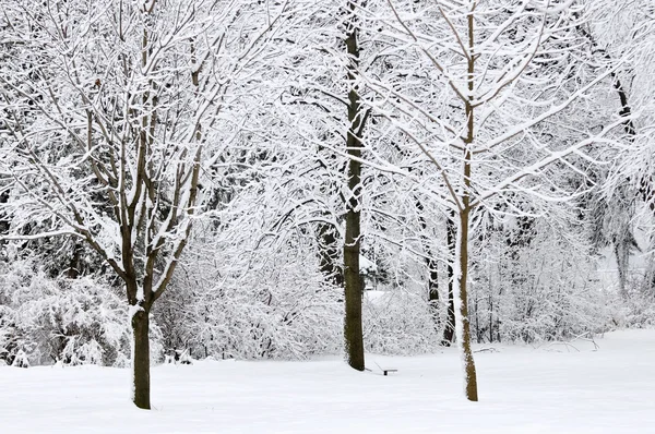 冬季公园景观与雪覆盖的树木 — 图库照片