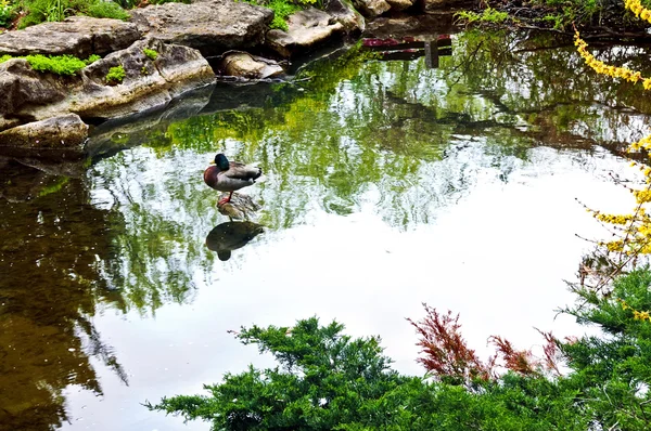 Λίμνη Φυσικές Πέτρες Ιαπωνικό Κήπο Zen — Φωτογραφία Αρχείου