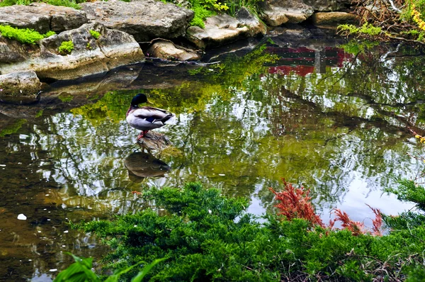 Japon Zen Bahçesinde Doğal Taşlarla Gölet — Stok fotoğraf