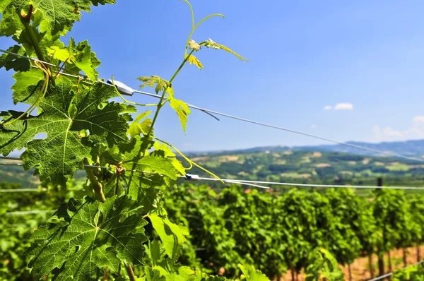 Летний Пейзаж Виноградником Сельской Местности Сербии — стоковое фото
