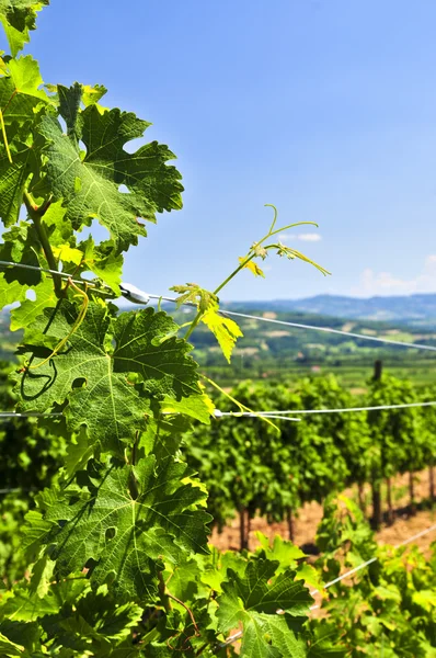 Summer Landscape Vineyard Rural Serbia — Stock Photo, Image