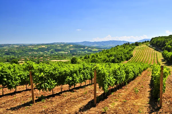 Летний Пейзаж Виноградником Сельской Местности Сербии — стоковое фото