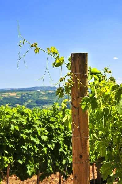 夏天风景与葡萄园在农村塞尔维亚 — 图库照片