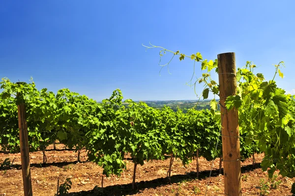 Пейзаж с виноградником — стоковое фото