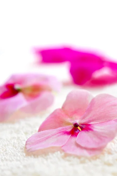 Fiore delicato su asciugamano di lusso — Foto Stock