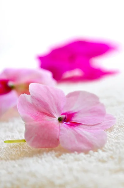 贅沢なタオルの上の穏やかな新鮮な花のクローズ アップ — ストック写真