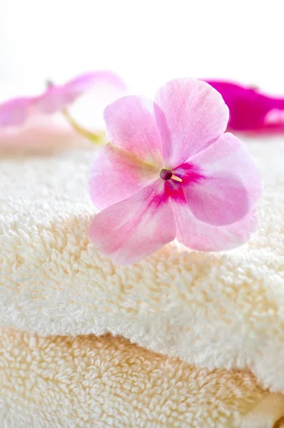 Gentle flower on luxury towel — Stock Photo, Image