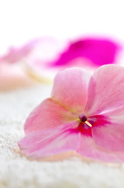 Sanfte Frische Blume Auf Luxus Handtuch Aus Nächster Nähe — Stockfoto