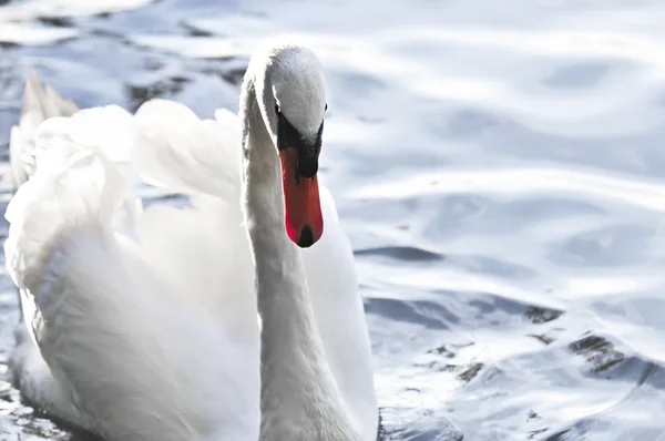 Beautiful White Swan Raised Wings Blue Water — Stock Photo, Image