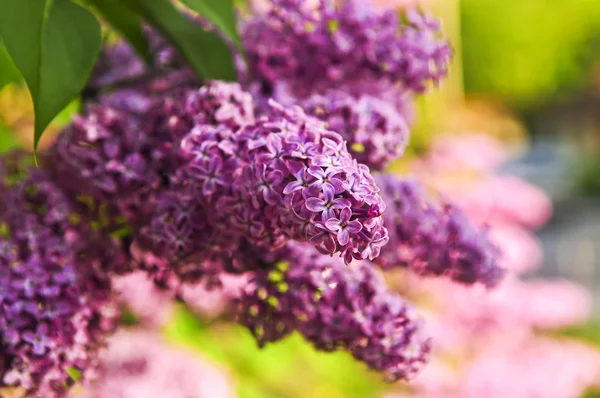 Obfite Kwiaty Fioletowe Lilac Kwitnące Późną Wiosną — Zdjęcie stockowe