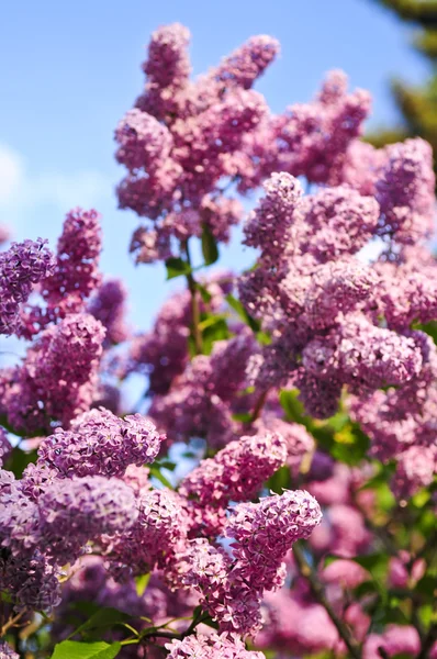 紫色のライラック — ストック写真