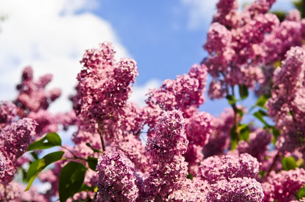 晩春に咲く紫色のライラックの豊富な花 — ストック写真