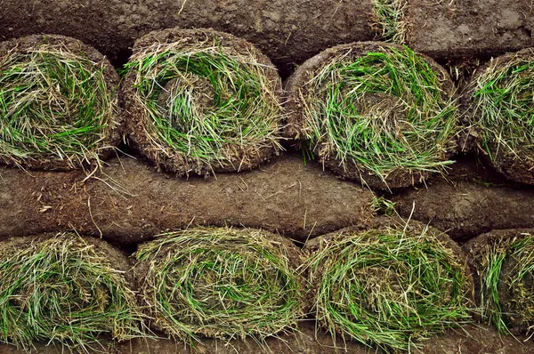 압 연된 잔디 — 스톡 사진