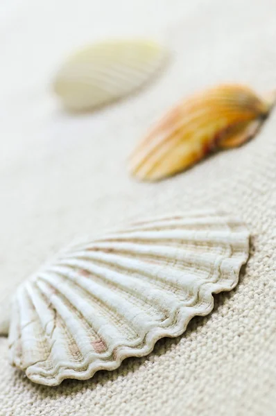 Background Several Colorful Seashells Close — Stock Photo, Image