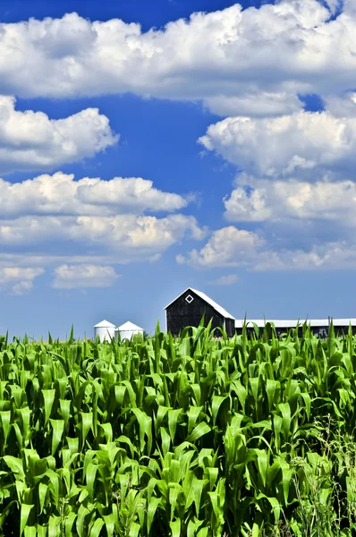 农村夏天景观与绿色玉米田和一座农场 — 图库照片