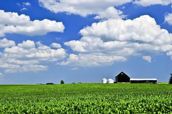 Ländliche Sommerlandschaft Mit Grünem Maisfeld Und Bauernhof — Stockfoto