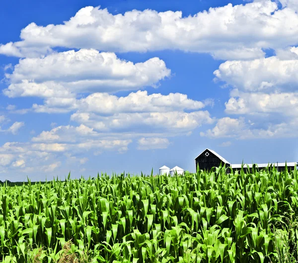 农村夏天景观与绿色玉米田和一座农场 — 图库照片