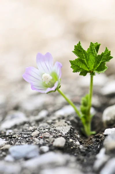 Flower growing from crack in asphalt — Stock Photo, Image