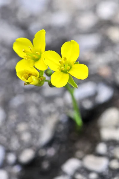 Blume wächst aus Rissen im Asphalt — Stockfoto