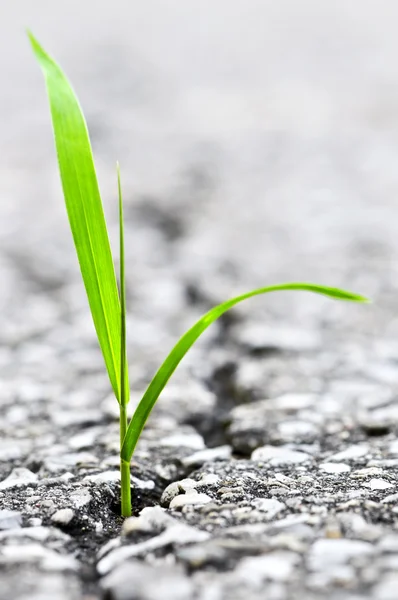 Gras groeit van barst in asfalt — Stockfoto
