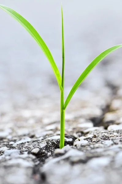 Hierba que crece de la grieta en asfalto —  Fotos de Stock