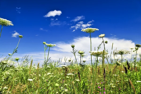 Summer meadow — Stock Photo, Image