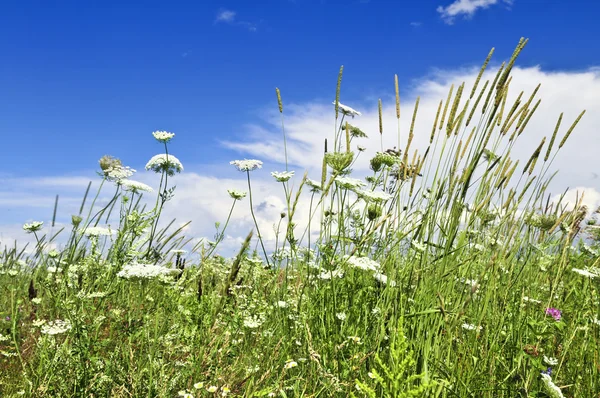 Summer Meadow Wildflowers Blue Sky — Stock Photo, Image