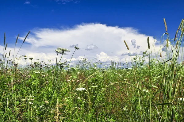 夏天草地野花和蓝蓝的天空 — 图库照片
