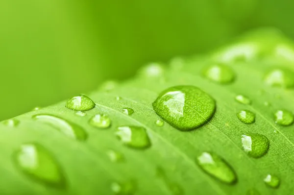Natural Background Green Plant Leaf Raindrops — Stock Photo, Image