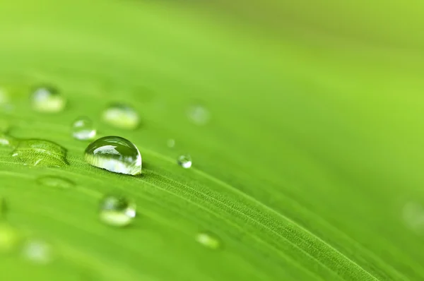 Sfondo foglia verde con gocce di pioggia — Foto Stock