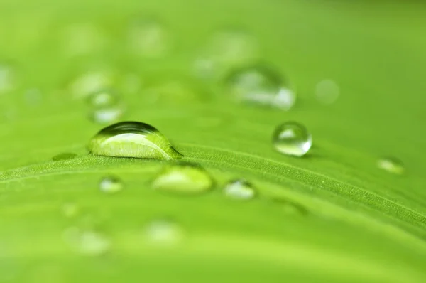 Naturalnym Tle Roślina Zielony Liść Deszczu — Zdjęcie stockowe