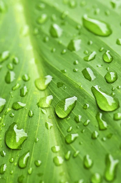 绿色的植物叶与雨滴的自然背景 — 图库照片