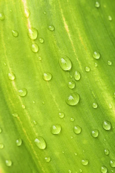 Sfondo Naturale Foglia Pianta Verde Con Gocce Pioggia — Foto Stock
