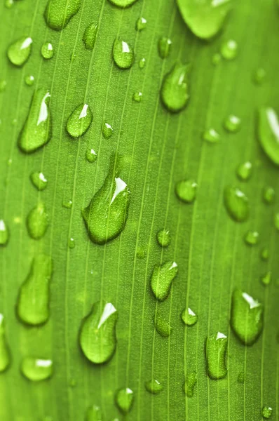 Fundo folha verde com gotas de chuva — Fotografia de Stock