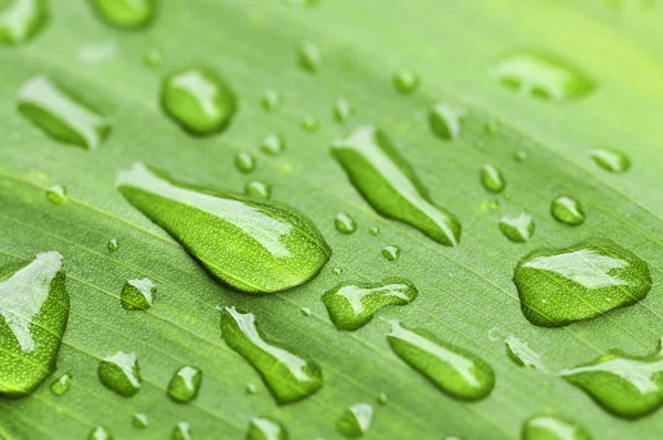 Yeşil Bitki Yaprak Yağmur Damlaları Ile Doğal Arka Plan — Stok fotoğraf