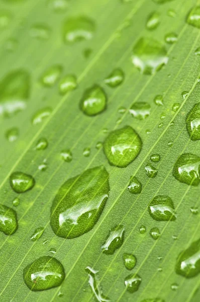 Естественный Фон Листьев Зеленых Растений Капельками Дождя — стоковое фото