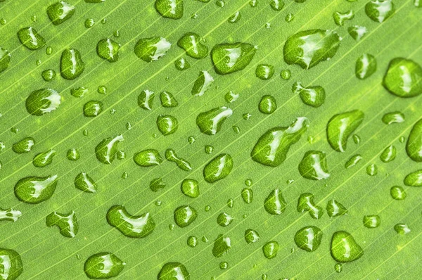Fond de feuille vert avec gouttes de pluie — Photo