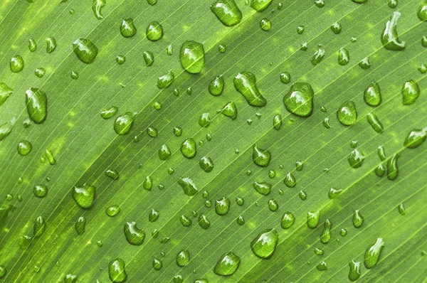 Naturalnym Tle Roślina Zielony Liść Deszczu — Zdjęcie stockowe