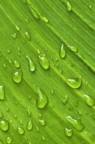 Zielone tło liści z kroplami deszczu — Zdjęcie stockowe