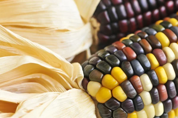 Dwie Kolby Kukurydzy Indian Bliska — Zdjęcie stockowe