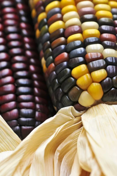 Indický kukuřice — Stock fotografie