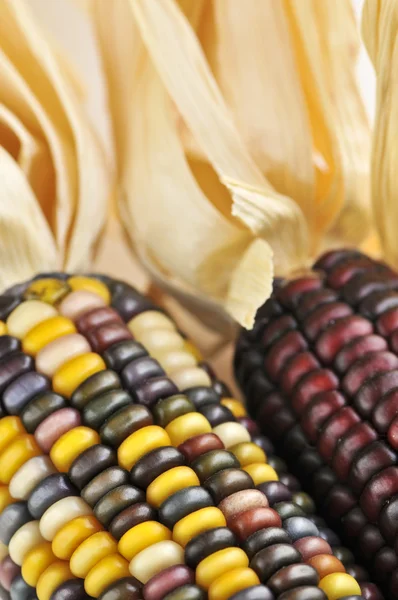 Dwie Kolby Kukurydzy Indian Bliska — Zdjęcie stockowe