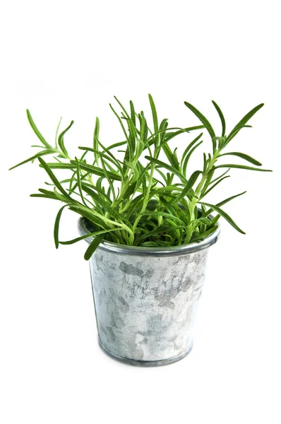 Fresh herbs - rosemary — Stock Photo, Image