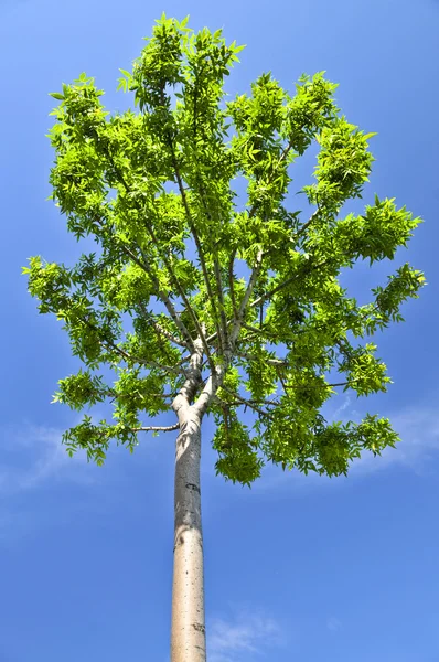 Zielone drzewo — Zdjęcie stockowe