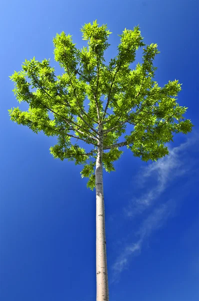 Jovem Árvore Verde Fundo Céu Azul — Fotografia de Stock